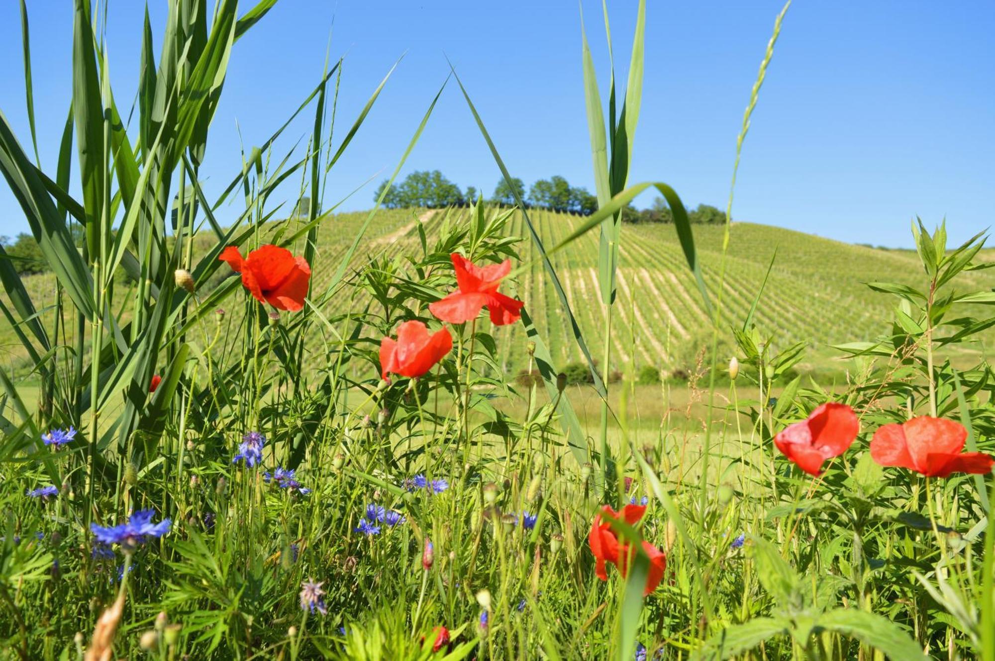 Bed & Tours Dimora Di Campagna Castelnuovo Belbo Exterior foto